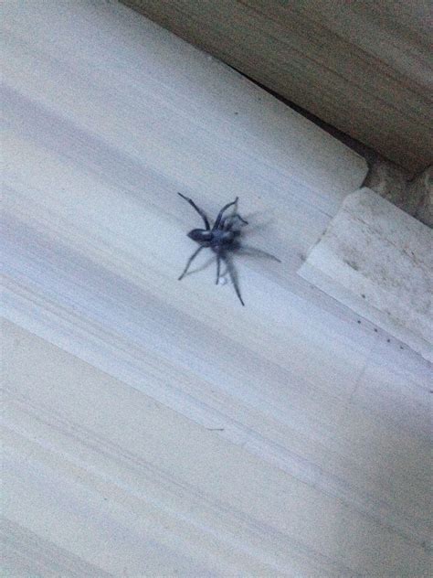 家里有蜘蛛